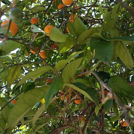 דירה Seaesta Vasiliki 2 Pondi